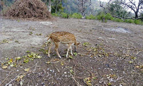 deer2.jpg