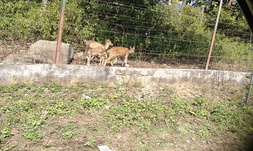 deer3.jpg