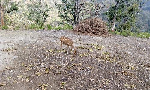 deer.jpg